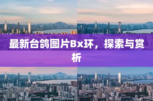 最新臺鴿圖片Bx環(huán)，探索與賞析