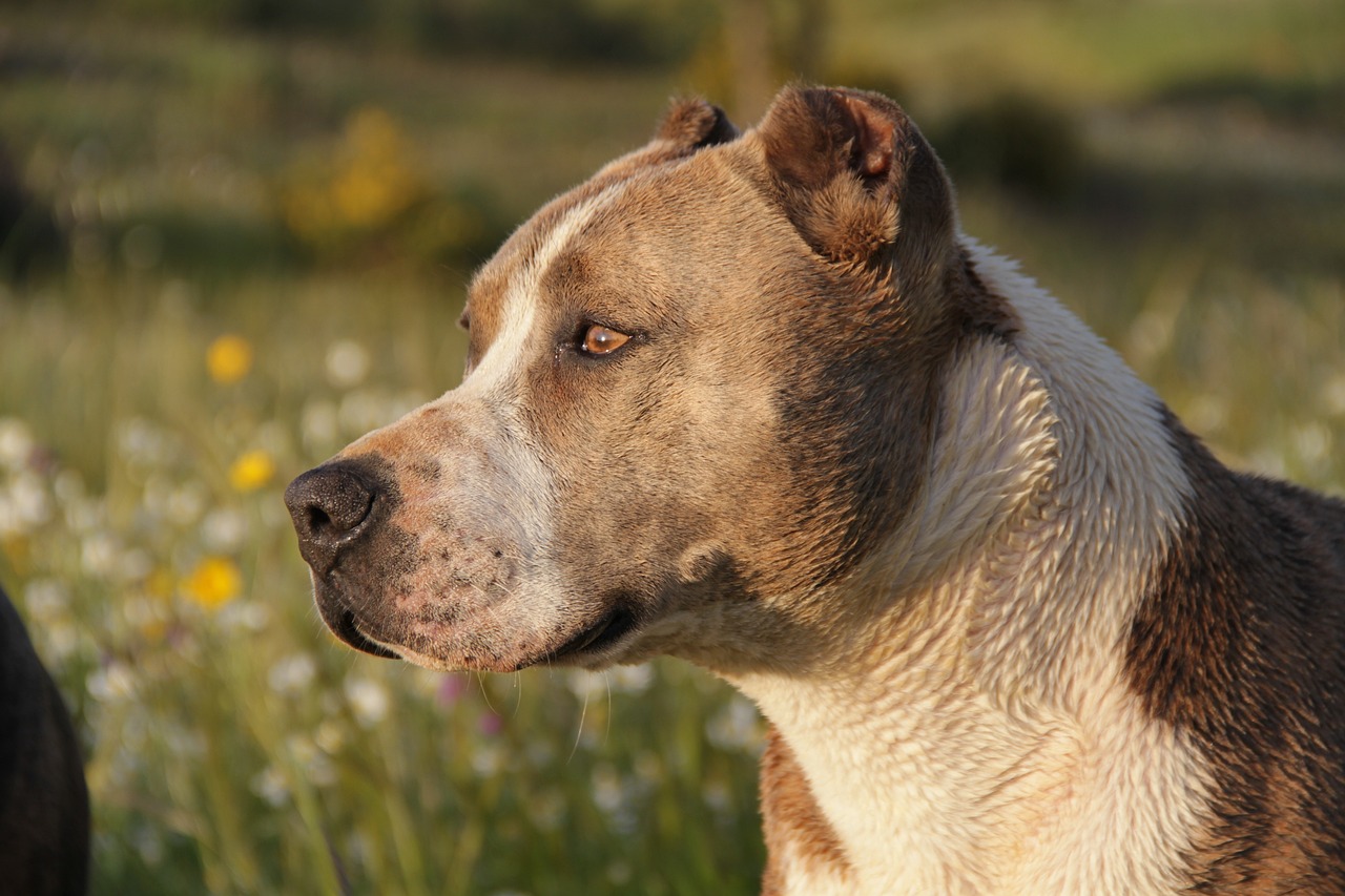 最新比特犬戰(zhàn)犬完美組合，品質(zhì)、性能與價值并存出售